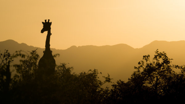 giraffe in zimbabwe