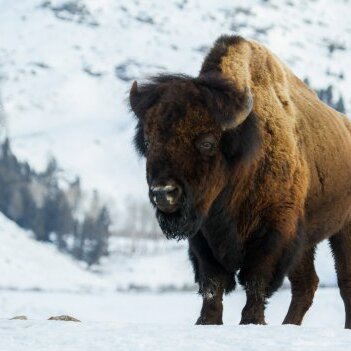 Bison Wilderness Medicine in Yellowstone
